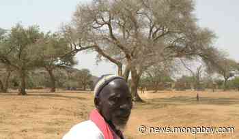 COP26: “Work with nature in forest restoration,” says respected journalist - Mongabay.com