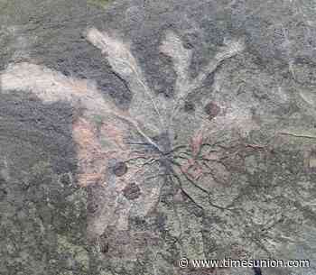 World's oldest forest seeking defenses against weather, souvenir-seekers - Albany Times Union