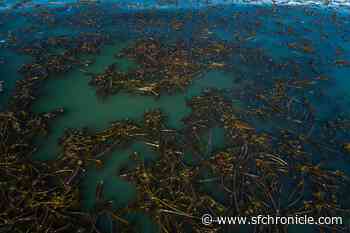 Satellite images show kelp forest has doubled in size on California’s North Coast, after a dramatic collapse - San Francisco Chronicle