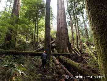Forest companies, First Nations unhappy with B.C.'s plan to defer old-growth logging - Vancouver Sun