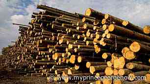 Revamped forest policy now in place in BC - My PG Now