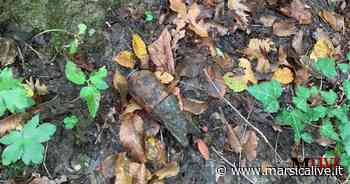 Ordigni bellici inesplosi nei boschi, due brillamenti nella Marsica a opera degli articieri - MarsicaLive