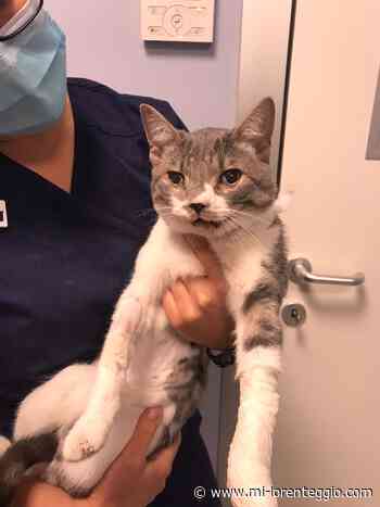 Aiutiamo Gray _ gattino picchiato violentemente a Opera - MI-LORENTEGGIO.COM. - Mi-Lorenteggio