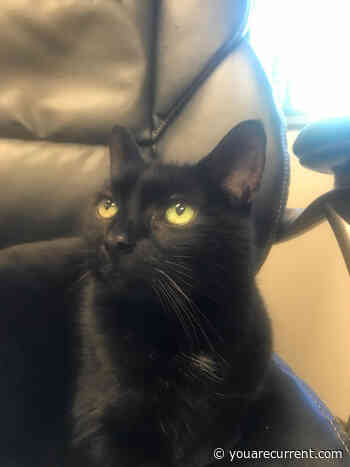 Town mascot needs funds for medical bills • Current Publishing - Current in Carmel