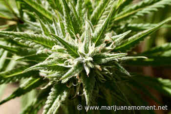 Michigan Governor Signs Bill Ending Medical Marijuana License Ban For People With Past Convictions - Marijuana Moment