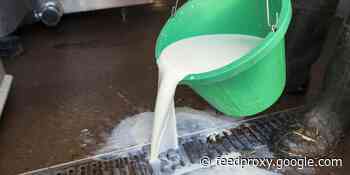 The US is producing more milk than ever, even as Americans are drinking less of it. Here's why.