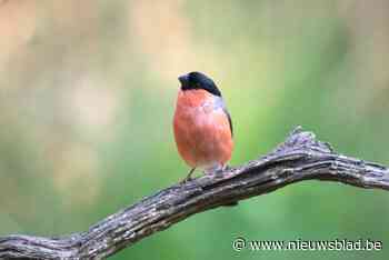 Twee illegale vogelvangers betrapt in Beringen en Sint-Truiden: “Al vangkooien gezet”