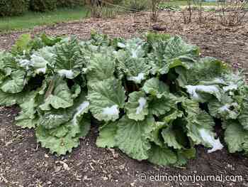 Growing Things: Fall's the time for dividing rhubarb and burying bulbs