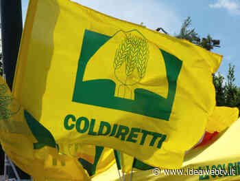 Coldiretti Cuneo, nel centro di Alba torna la campagna nel weekend - IdeaWebTv