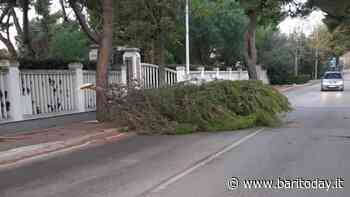 Forti raffiche di vento su Bari, ramo si spezza e cade in strada a Torre a Mare - BariToday