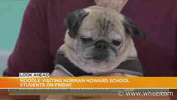 TikTok sensation with Rochester ties 'Noodle the pug' visiting Henrietta students