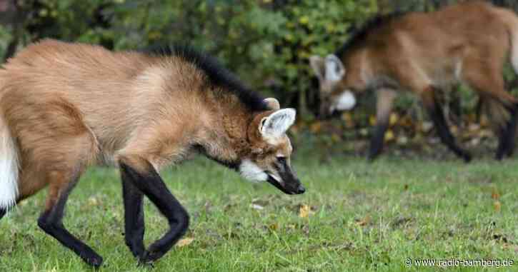Der Tierpark hat zwei junge südamerikanische Mähnenwölfe