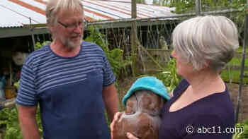 17-pound 'ugly' potato named Doug could be world's largest