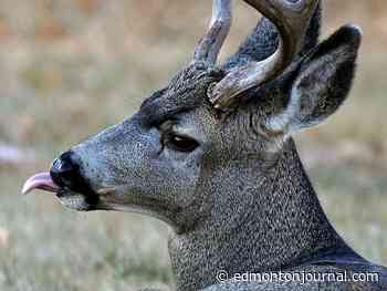 Edmonton weather: Are you sticking your tongue out at me?