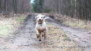 Steuererhöhung in Aichhalden - Hunde kosten künftig mehr - Schwarzwälder Bote