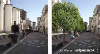 Gallarate, corso Italia diventa un viale: 14 nuove piante al posto dei vasoni - malpensa24.it