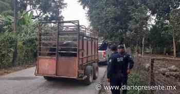 Policías de Huimanguillo logran recuperar camioneta con ganado - Diario Presente