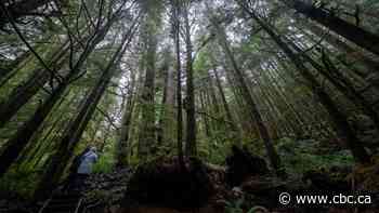 30 days is 'ludicrous' timeframe for First Nations to decide on old-growth logging deferral, chiefs say