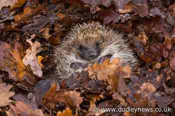 6 tips to protect hedgehogs in your garden this Bonfire Night - Dudley News