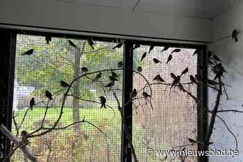 Natuurinspecteurs betrapten vogelvangers: “Vinken krijgen straks hun vrijheid terug”