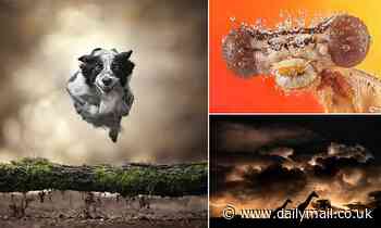 Art: Stunning nature images take awards at the International Photography Awards 2021