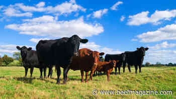 Expanded use and new name for 200-day cattle implant from Zoetis