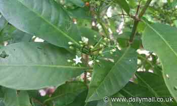 Leaves of small Samoan TREE could be as effective at treating fever and pain as ibuprofen