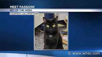 Pet of the Week: Passion