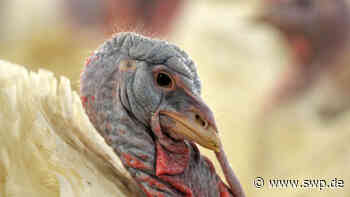 Wirbel um Tierschützer-Video aus Stall bei Ilshofen: Putenprozess: Verwaltungsgericht Mannheim vertagt Entscheidung - SWP