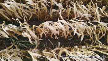 Stickstoff-Management: Warum sich das Mulchen von Maisstroh lohnt - agrarzeitung online