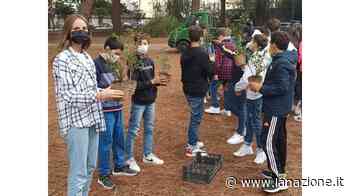 ’Portiamo le api nel prato dell’Ilva’ Il progetto della scuola Bugiani - LA NAZIONE