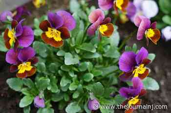 Gifts for the Gardener in Your Life - The Journal Publications - The Journal NJ