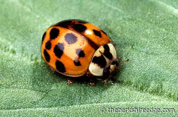 GARDENER'S CHECKLIST: Week of November 4, 2021 - theberkshireedge.com