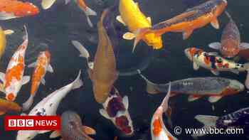 Man jailed for stealing £600 of koi carp fish from neighbour - BBC News