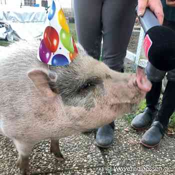 Familie in Essen hält Schweine im Vorgarten - Schweinische Geburtstagsparty - Radio Essen