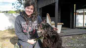 Tierheim Essen: Schwierige Vermittlung bei diesen Tieren - WAZ News