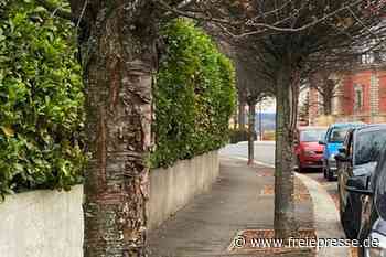 Bäume im Fokus des Reichenbacher Stadtrates - Freie Presse