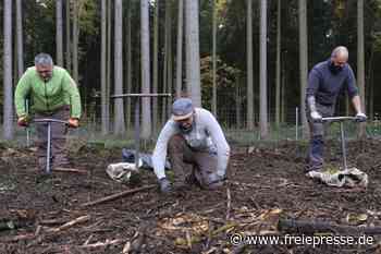 4000 Bäume sollen Wald in Oberheinsdorf heilen - Freie Presse