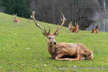Den "Schöpfer im Geschöpfe ehren": Am Samstag wird Hubertusmesse gefeiert - Siegener Zeitung