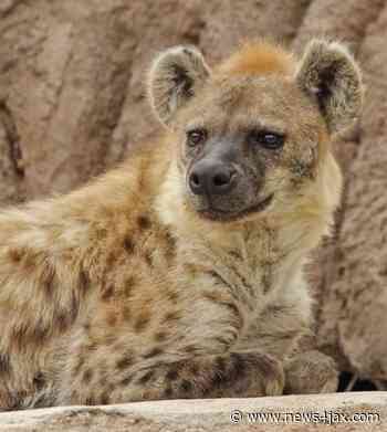 Denver Zoo reports world's first coronavirus cases in hyenas - WJXT News4JAX