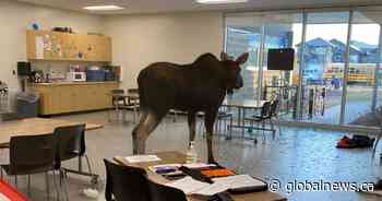 Moose loose in Saskatoon elementary school building - Global News