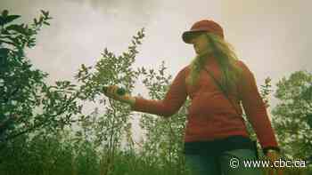 Work of Calgary artists with disabilities to be showcased in COP26 exhibit - CBC.ca