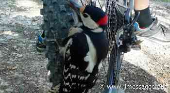 Foligno, esemplare ferito di picchio rosso si fa “aiutare” da un gruppo di ciclisti che subito lo soccorrono - ilmessaggero.it