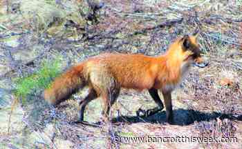 Still a crime to be poor | Bancroft this Week - Bancroft This Week