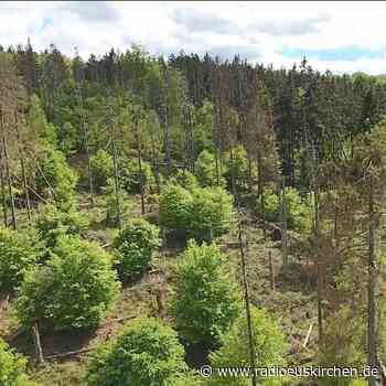 Zu viele Wildschweine im Nationalpark Eifel - radioeuskirchen.de