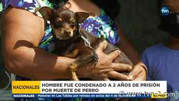 Hombre que mató a su perro en Los Santos recibió condena de dos años de prisión - TVN Noticias