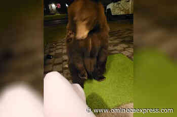 Quesnel woman gets spooked, licked by bear in her backyard – Vanderhoof Omineca Express - Omineca Express