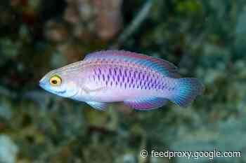 Startling New Sea Creatures