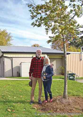 Fergus neighbours raised funds for mature tree replacements on St. George Street - Wellington Advertiser