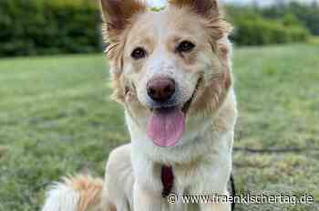 Stella wirkt wie Everybody’s Darling - Fraenkischer Tag